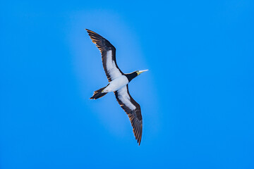 海上を飛ぶ海鳥　与那国