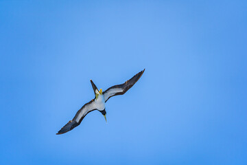 海上を飛ぶ海鳥　与那国