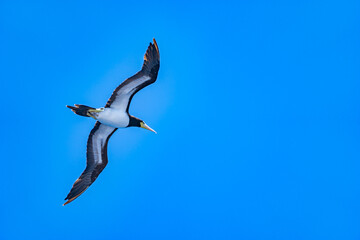 海上を飛ぶ海鳥　与那国
