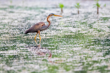 Purple heron or ardea purpurea wading in the swamp.