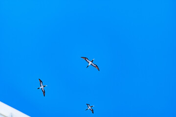 海上を飛ぶ海鳥　与那国