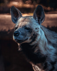 portrait of a hyena in the zoo