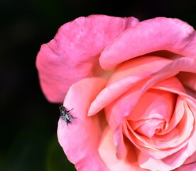Blue Bottle fly resting on a  flower