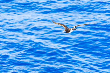 海上を飛ぶ海鳥　与那国