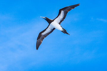 海上を飛ぶ海鳥　与那国