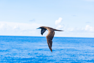 海上を飛ぶ海鳥　与那国