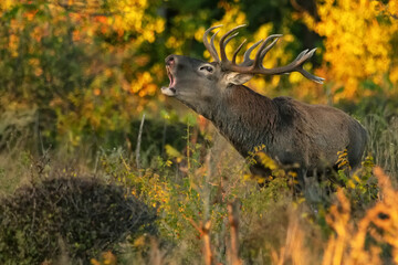 Red deer stag or Cervus elaphus roaring in a forest
