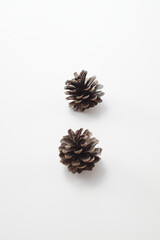 pinecone,松ぼっくり,autumn,秋,松,pine,white background,白背景
　