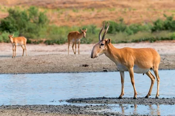 Crédence de cuisine en verre imprimé Antilope Saiga antelope or Saiga tatarica stands in steppe near waterhole