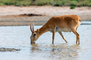 Saiga antelope or Saiga tatarica drinks in steppe © Yakov