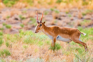 Male saiga antelope or Saiga tatarica urinates in steppe
