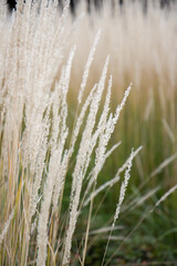 Fototapeta premium ears of wheat in the field