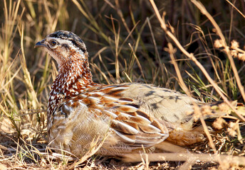 Crested Francolin, Pilanesberg National Park, South Africa 