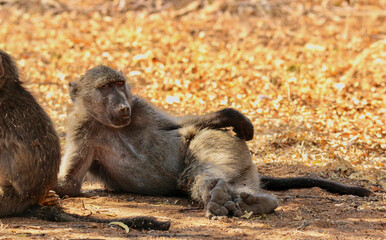 Chacma Baboon, Pilanesberg National Park, South Africa