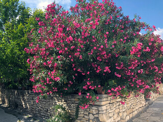 Lush bush of blooming pink oleander in Ayia Napa in Cyprus. Flowering Nerium oleander in a...