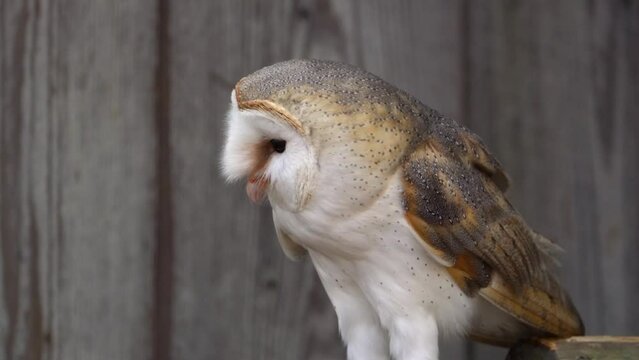 British Barn Owl