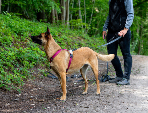 malinois de travail de mantrailing, chien de berger malinois, pour la recherche de personne