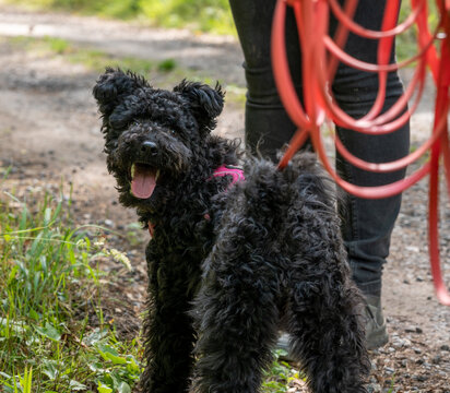 chien noir
