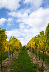Fototapeta na wymiar colorful vineyard in autumn germany