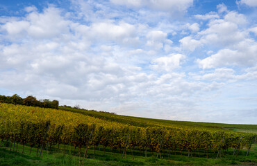 Fototapeta na wymiar landscape of a vineyard in germany
