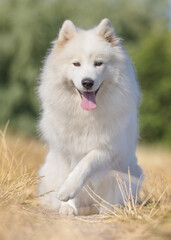 Obraz premium dog on the grass