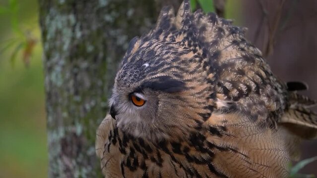 A Eurasian Eagle Owl Closeup Clip