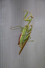 カマキリの交尾
