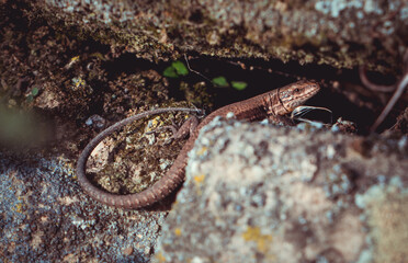 lizard on a stonewall in the sun