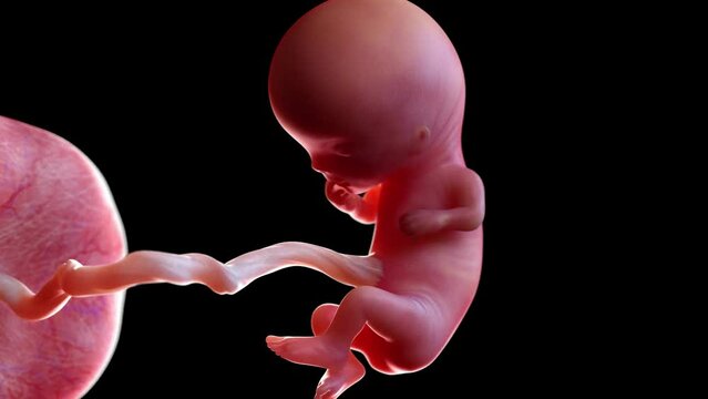 3d rendered animation of a human fetus week 11