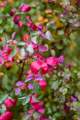 pink and white flowers