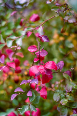 Autumn leafs 