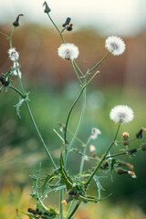 dandelion blooming in soft sunlight