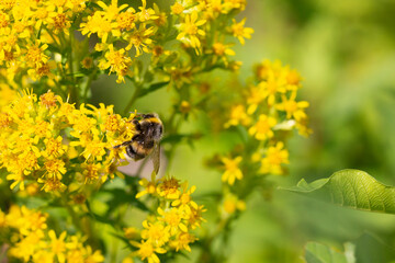 White-tailed bumblebee (Bombus lucorum) on yellow flowers of Canadian goldenrod (Solidago Canadensis). Blurred flowers on the background. summer, July