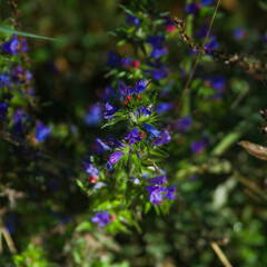 fioletowe kwiaty macro, mocny bokeh  © artur