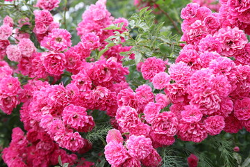 Bush of pink roses