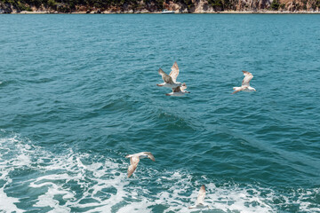 Fototapeta na wymiar wild seagulls flying over blue water of bosporus with sea foam.