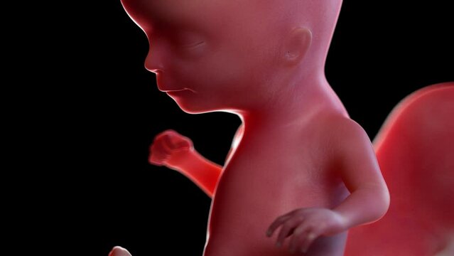 3d rendered animation of a human fetus week 15