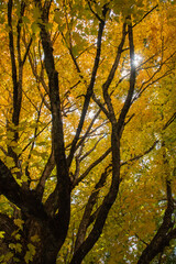 Fototapeta premium Autumn sun star through the golden yellow leaves of a large tree.