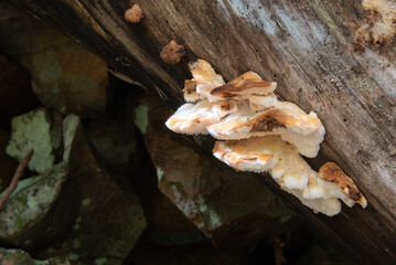 Brown and white fungi or mushroom growing on underside of a downed, decaying tree in the forest.