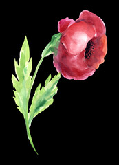 Hand drawing red poppy with leaves. Watercolor illustration.