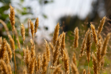 Anthoxanthum odoratum golden spikelets in a summer field