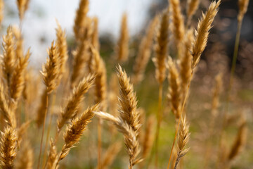 Anthoxanthum odoratum golden spikelets in a summer field