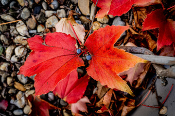 Autumn leaf