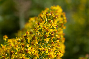 Close up of the blooming yellow inflorescence of Solidago canadensis, known as Canada goldenrod or Canadian goldenrod.