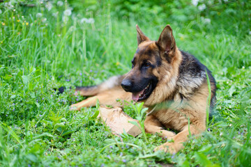 Beautiful German Shepherd dog is playing in the grass with flowers. German Shepherd puppy frolics in the grass, playing with flowers