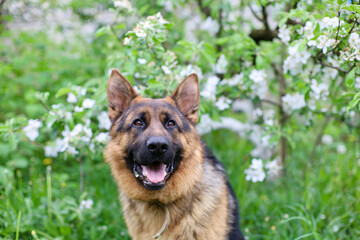 Beautiful German Shepherd dog is playing in the grass with flowers. German Shepherd puppy frolics...