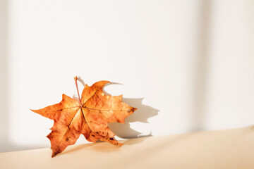 Abstract autumn studio background with maple tree leaves and shadows on wall.