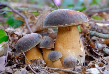mushrooms in the forest, Boletus edulis