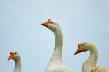 white swan with orange beak isolated on light blue background