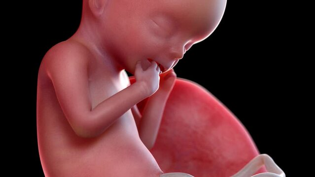 3d rendered animation of a human fetus week 18